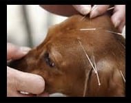 canine acupuncture