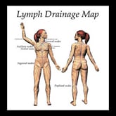 lymphatic drainage map